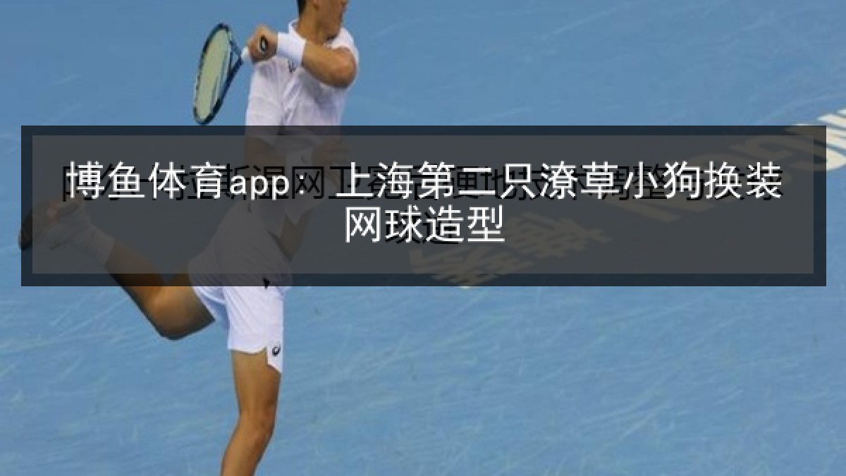 博鱼体育app: 上海第二只潦草小狗换装网球造型